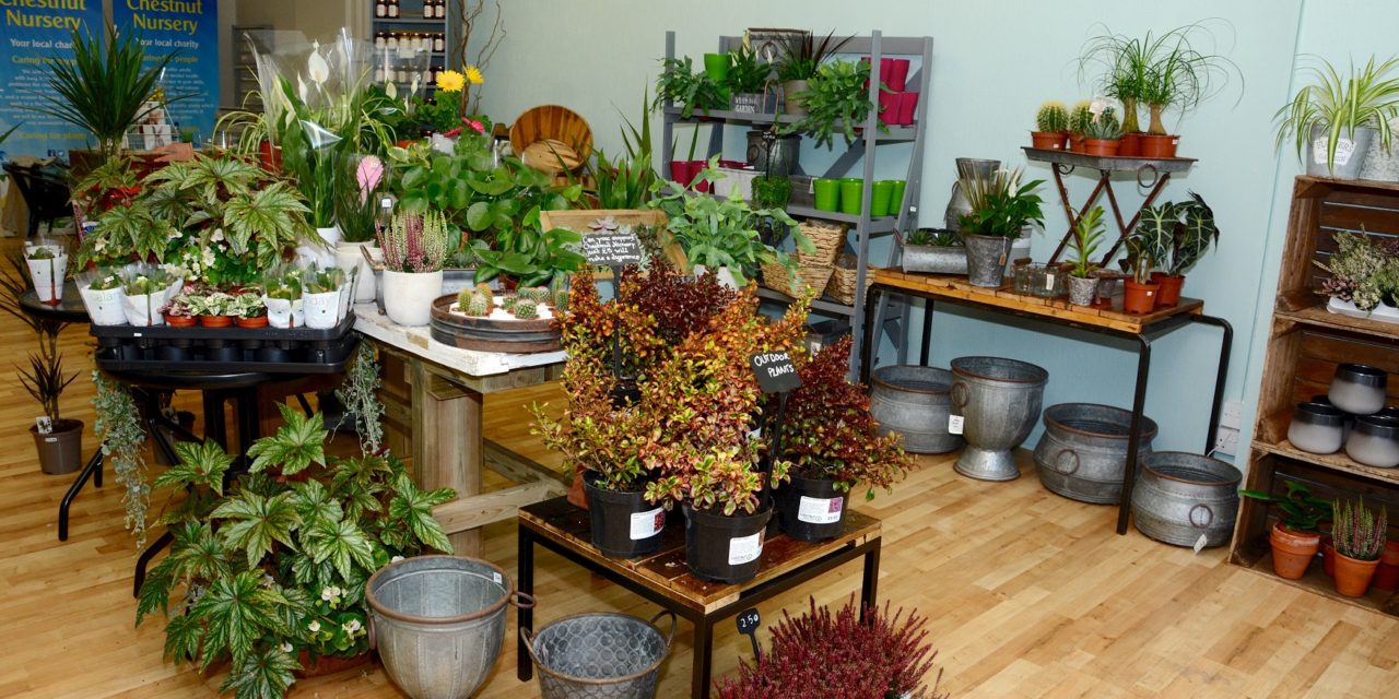 Chestnut Nursery opens pop-up shop at the Dolphin Shopping Centre