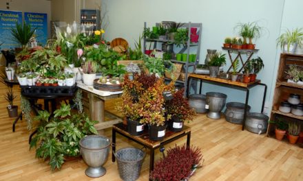 Chestnut Nursery opens pop-up shop at the Dolphin Shopping Centre