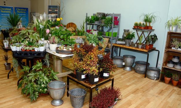 Chestnut Nursery opens pop-up shop at the Dolphin Shopping Centre