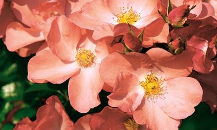 Popular garden centre group issues advice on introducing Pantone’s ‘Colour of the Year’ into the garden