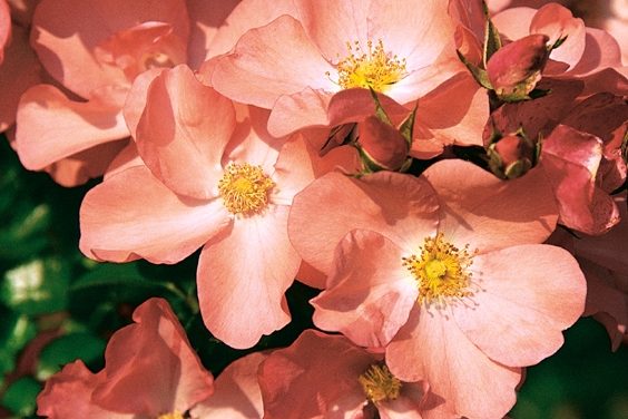 Popular garden centre group issues advice on introducing Pantone’s ‘Colour of the Year’ into the garden