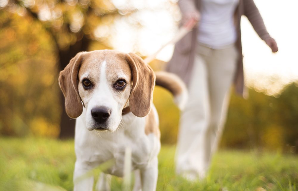 Uninsured dog walking fields could cost South West landowners dear, warns animal trades expert
