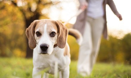 Uninsured dog walking fields could cost South West landowners dear, warns animal trades expert