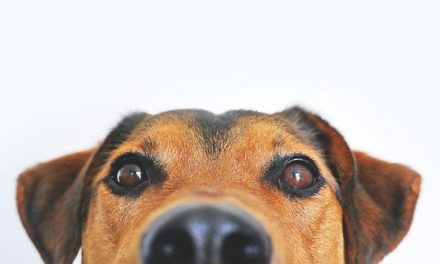 Pets at Home Newbury pledges support for National Animal Welfare Trust Berkshirein nationwide summer fundraising appeal