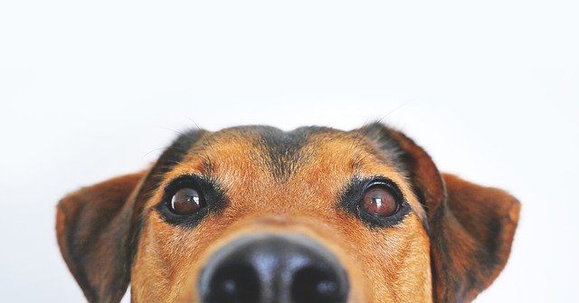 Pets at Home Newbury pledges support for National Animal Welfare Trust Berkshirein nationwide summer fundraising appeal