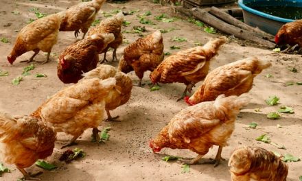 Bristol startup Ferryx partners with AB Agri to trial animal probiotics