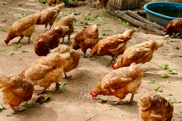Bristol startup Ferryx partners with AB Agri to trial animal probiotics