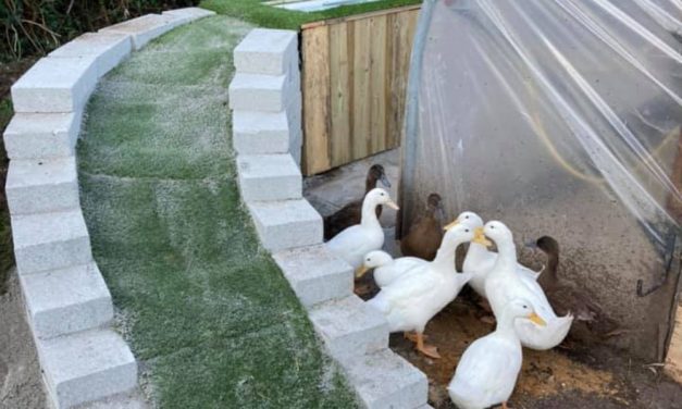 Penzance primary school helps lead ducks to water with donation of materials