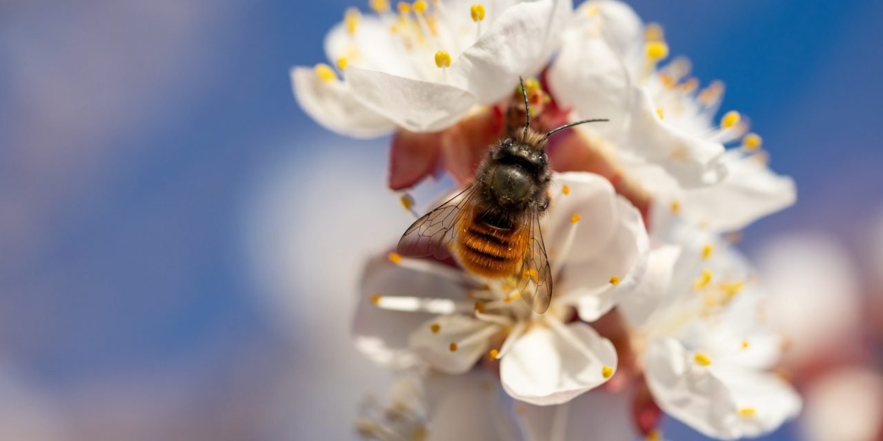 ‘RGBee’ to create habitats for the unsung heroes of the bee population