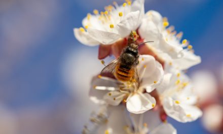 ‘RGBee’ to create habitats for the unsung heroes of the bee population