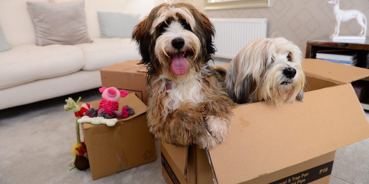 HOMEBUILDER GETS TAILS WAGGING WITH PAW-SOME £500 DONATION TO DOGS TRUST NEWBURY