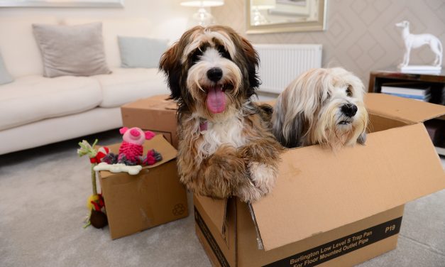 HOMEBUILDER GETS TAILS WAGGING WITH PAW-SOME £500 DONATION TO DOGS TRUST NEWBURY