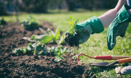 5 common gardening mistakes endangering native plants