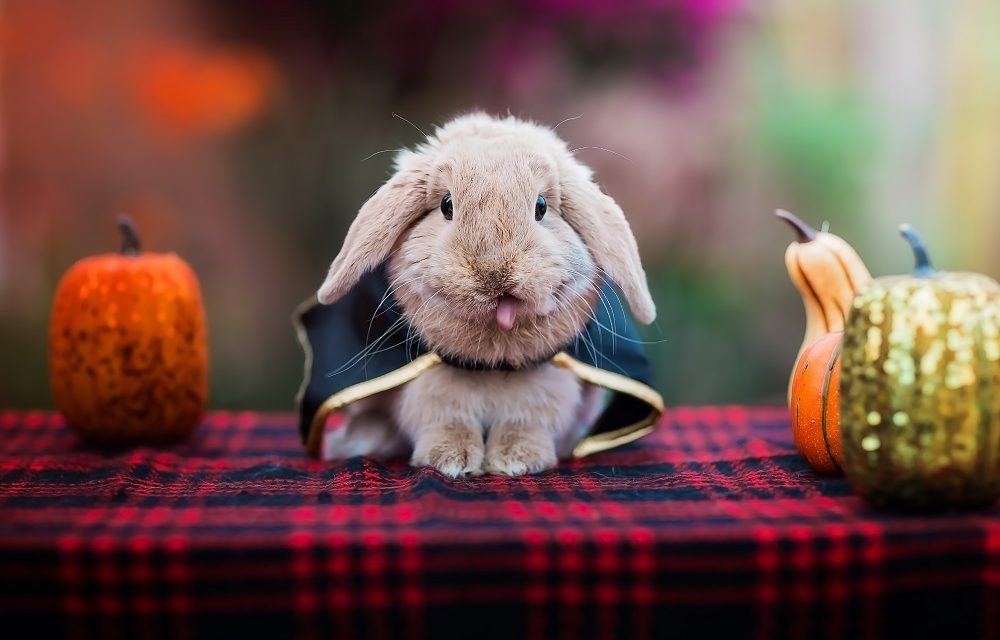The UK’s most popular pet Halloween costumes for 2021!