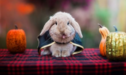 The UK’s most popular pet Halloween costumes for 2021!