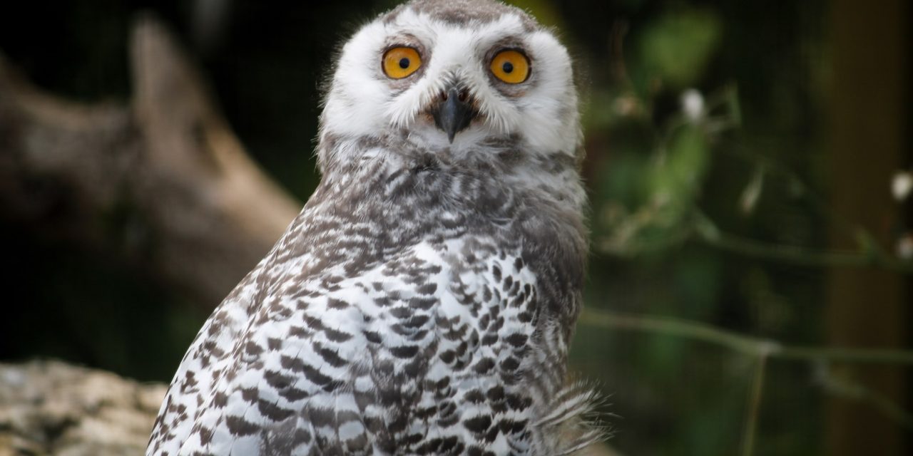 October Half Term at Birdland