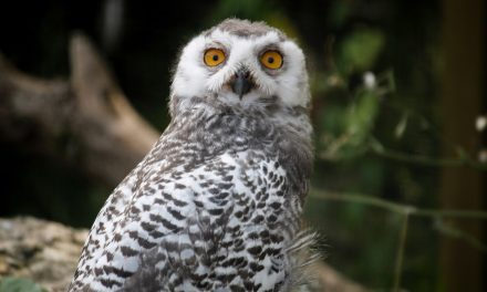 October Half Term at Birdland