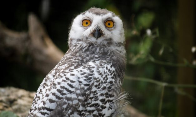 October Half Term at Birdland