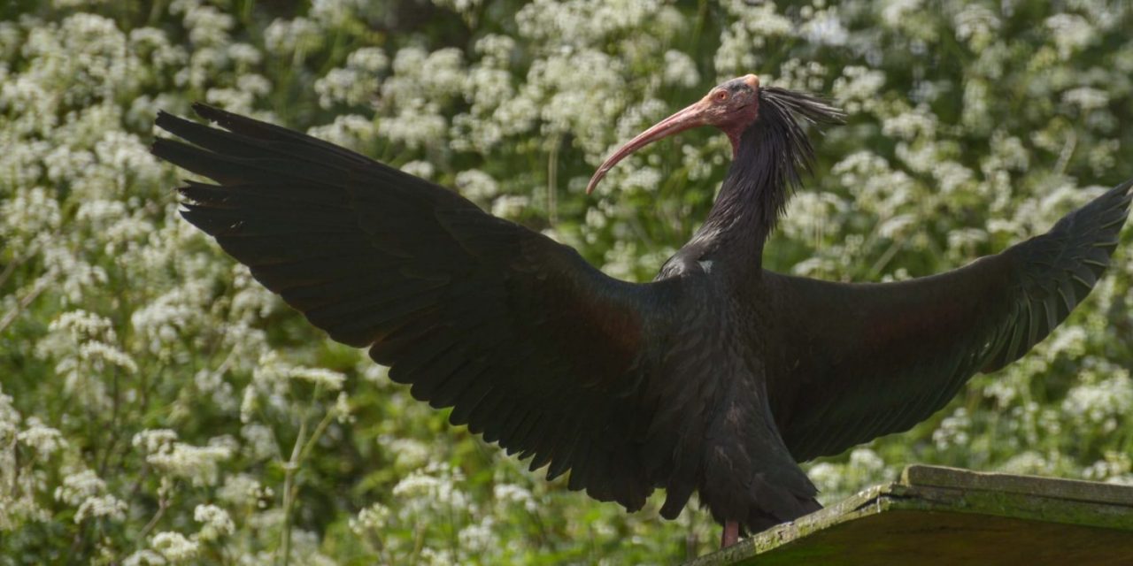 Birds Behaving Badly at Birdland