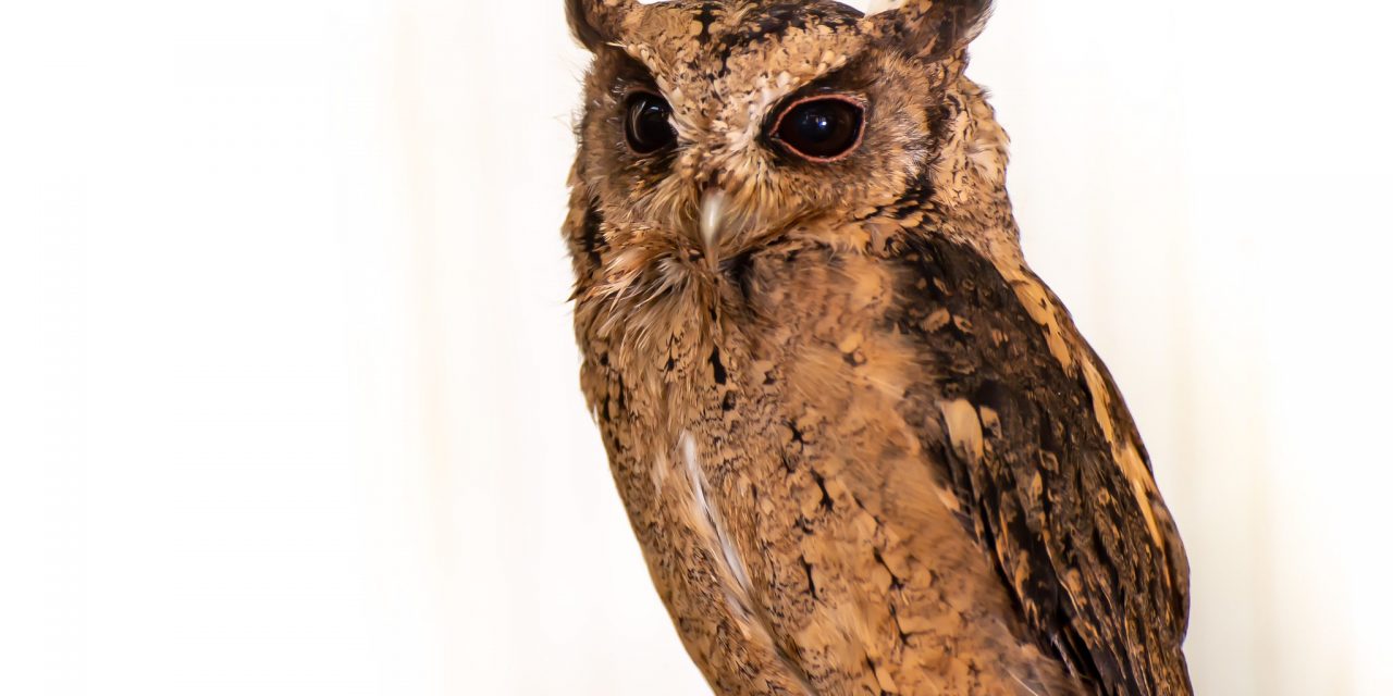 Cracking Easter Fun at Birdland