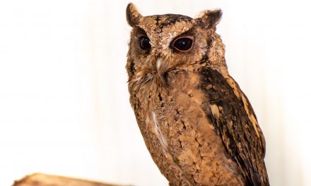 Cracking Easter Fun at Birdland