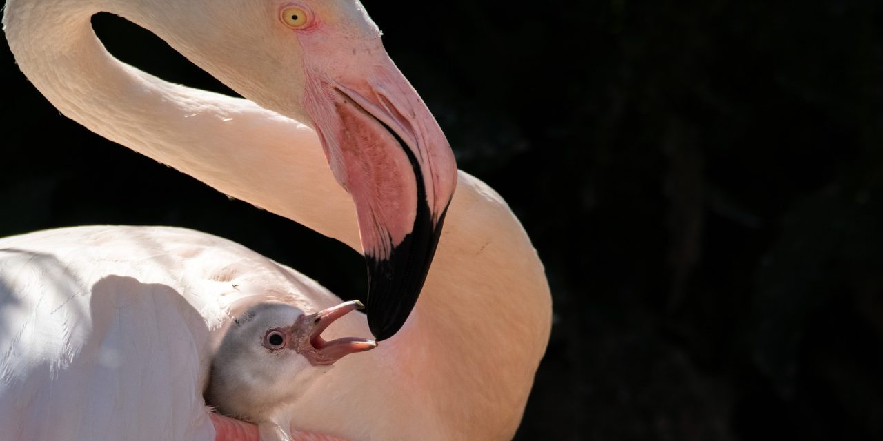 Celebrate Hens, Pens and Feathered Females this Mother’s Day at Birdland