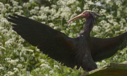 Shriek Week at Birdland