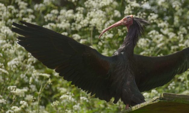 Shriek Week at Birdland