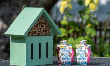 SPREAD YOUR WINGS: TOP TIPS TO HELP BUTTERFLIES IN BERKSHIRE THIS SUMMER