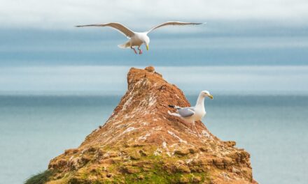 Adventures for Kids in Devon