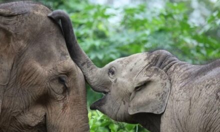 Animals (Low-Welfare Activities Abroad) Bill Passed Second Reading at the House of Lords