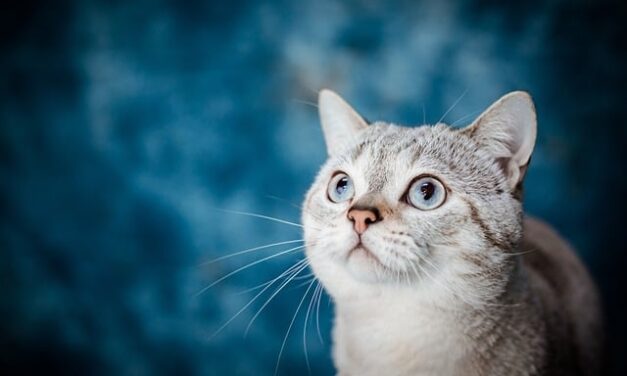 Celebrating National Pet Month 2024: Honoring Our Furry Friends