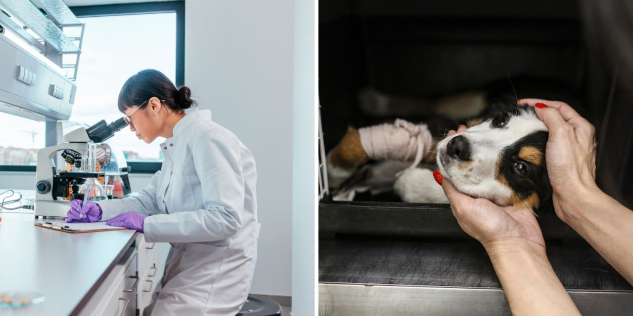 Health, environment and animal charities benefit most from local donors