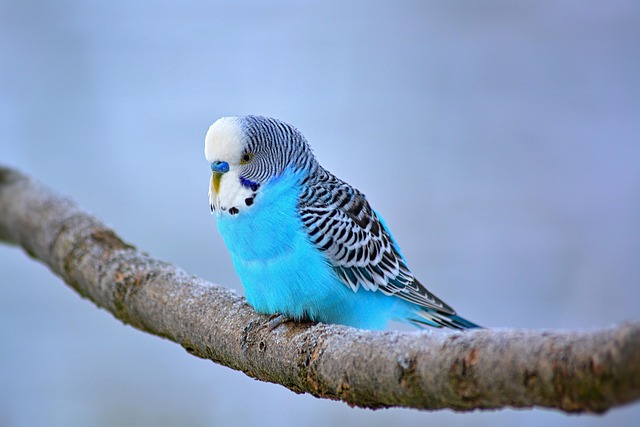 Photo by jggrz budgie photo