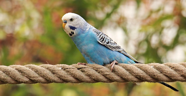 Photo by NoName_13 budgie photo