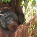 Freedom for JoJo – West Kalimantan Centre Gives Permanent Sanctuary to Orangutans Who Can’t Return to the Wild