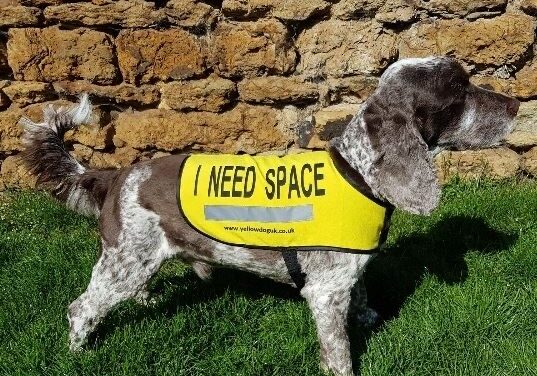 Celebrating Search and Rescue Dogs:  Remarkable Working Dogs Making a Difference