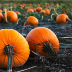 THE LAST HALLOWEEN FOR UK-GROWN PUMPKINS?