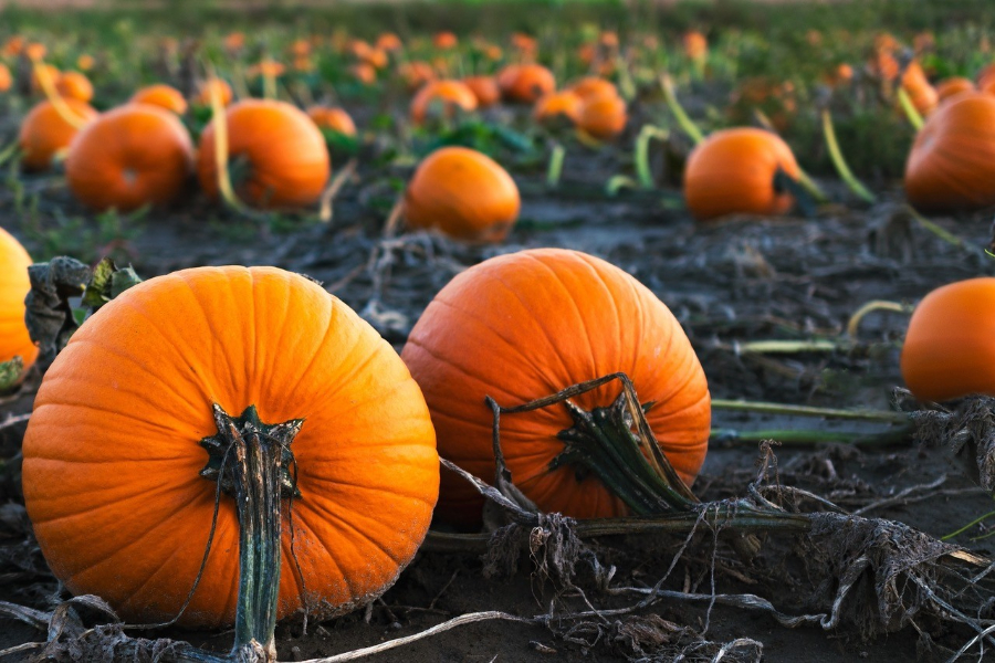 THE LAST HALLOWEEN FOR UK-GROWN PUMPKINS?